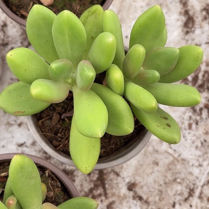 芒果奶三颗（拍满18包邮）