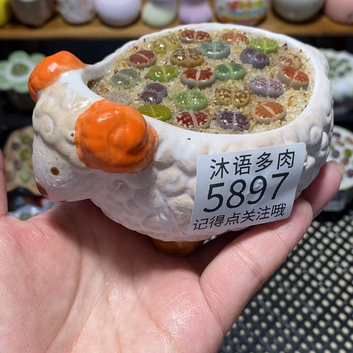 带盆土植物 一物一拍5897盆微瑕