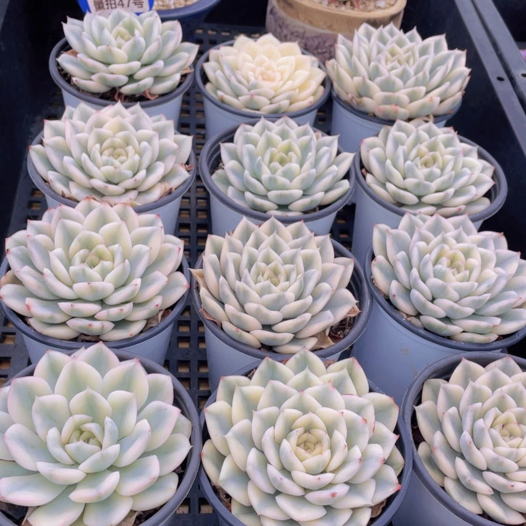 量拍47号 月亮仙子锦单头2个