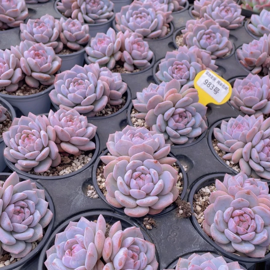 983号 丸叶星星橙大双头一个