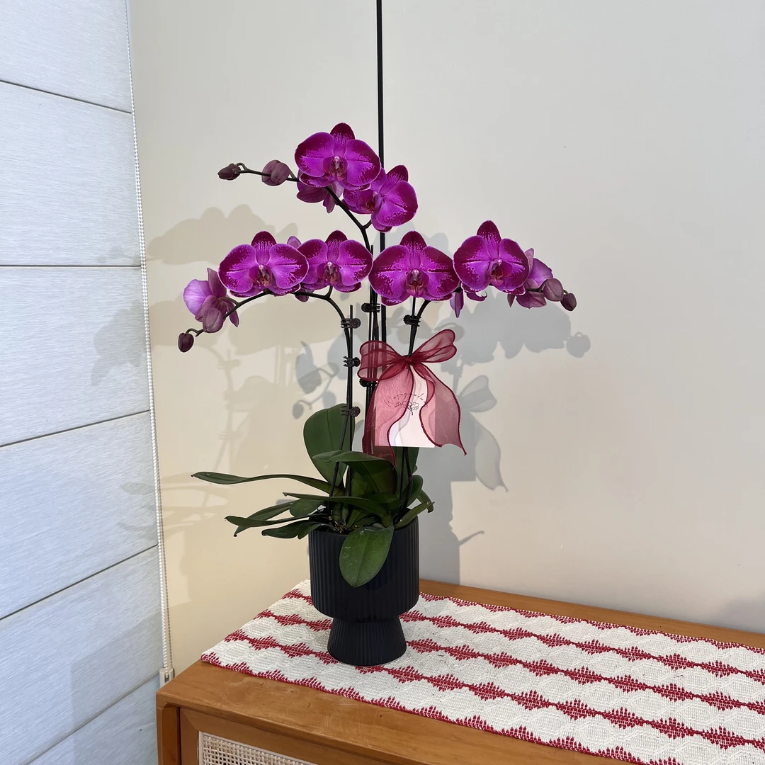【潮流】轻奢高级深紫色大花蝴蝶兰 室内送人送礼绿植摆件
