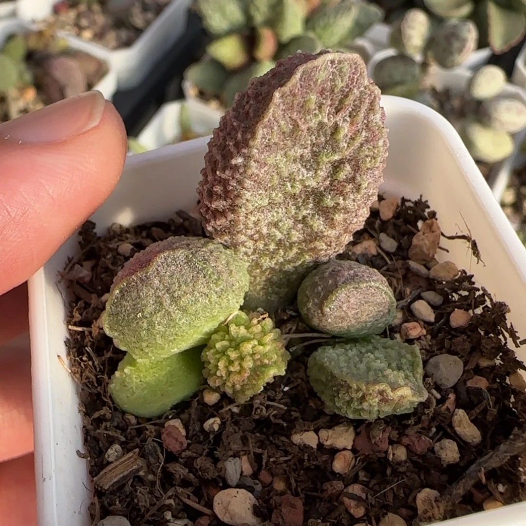 园艺水泡多肉植物