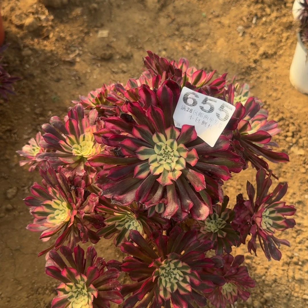 655号红铜壶超白不包损