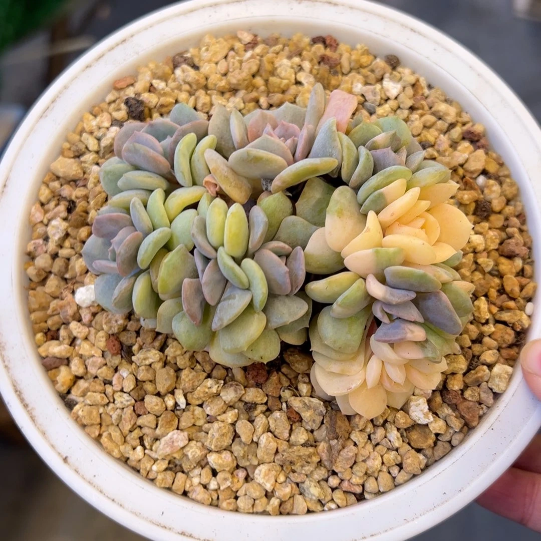 雪精灵锦缀，，，，，，，，，，，，，