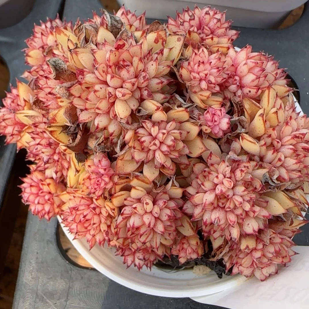 花语逸境0220-63甜茶