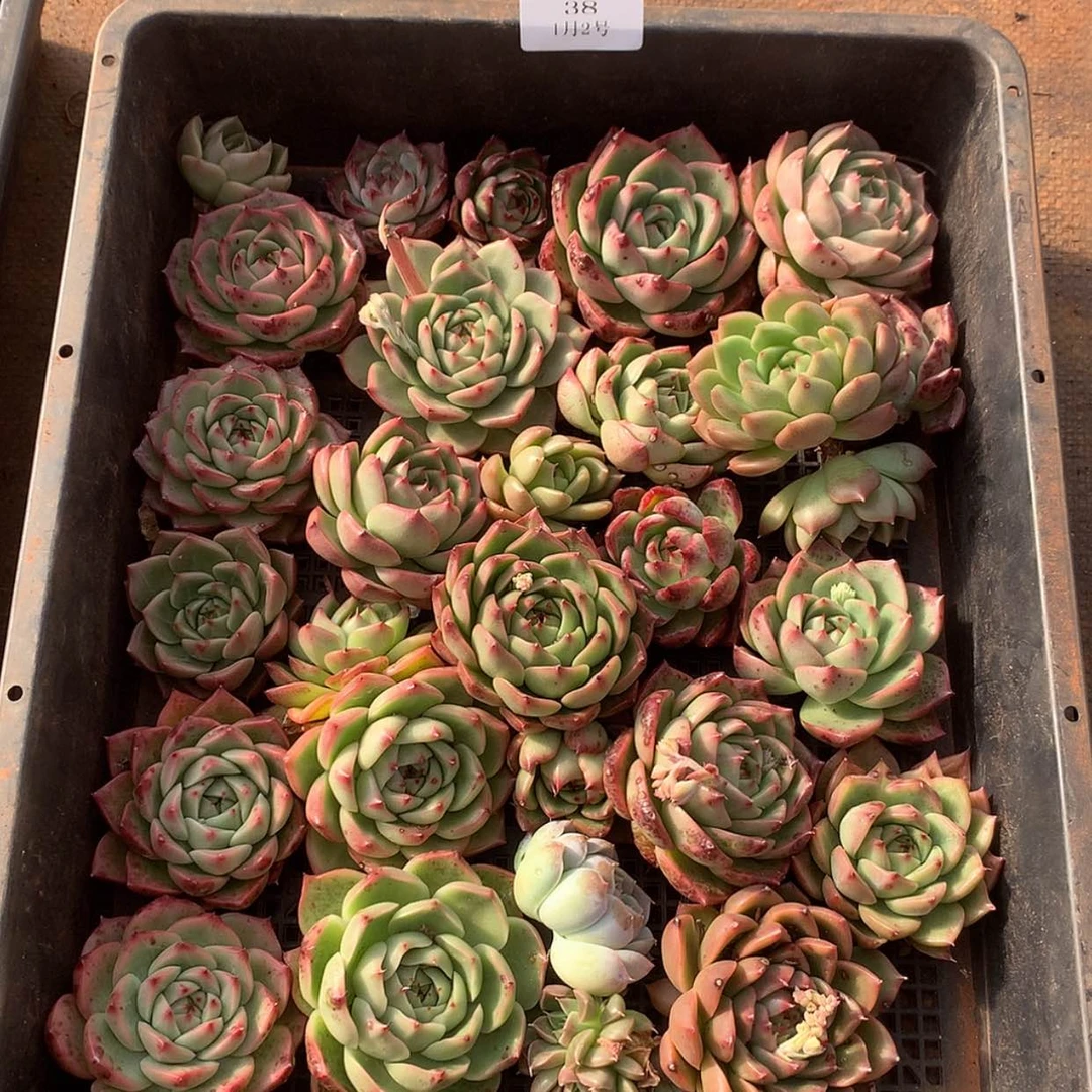 【闪购商品】云38号一筐