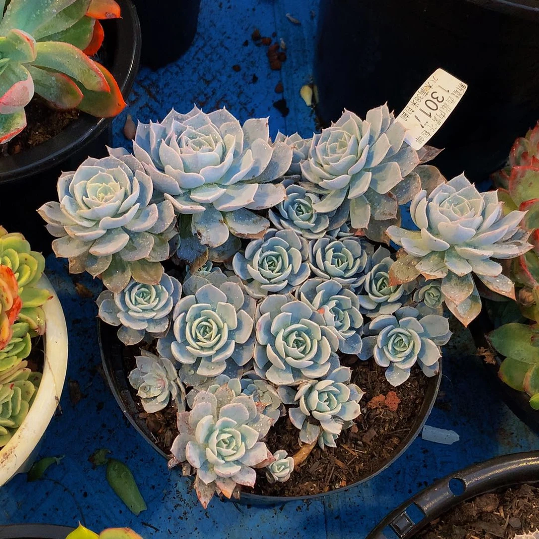 嗳****   蓝石莲多肉13017