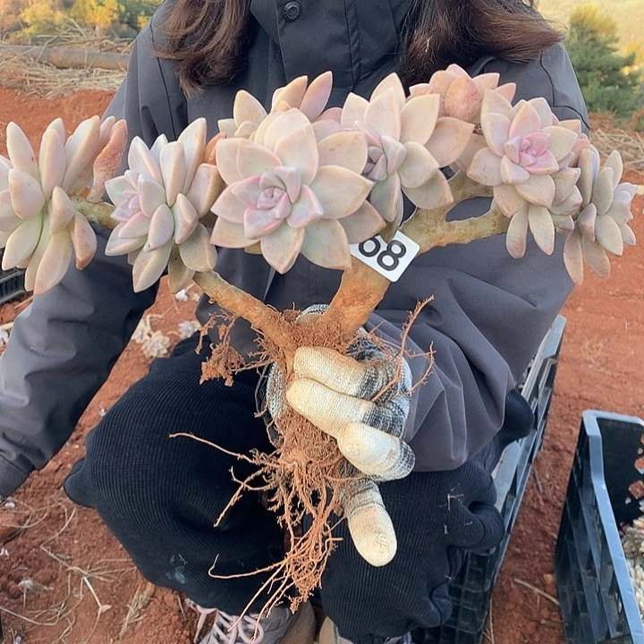 968 淡雪缀 一物一拍