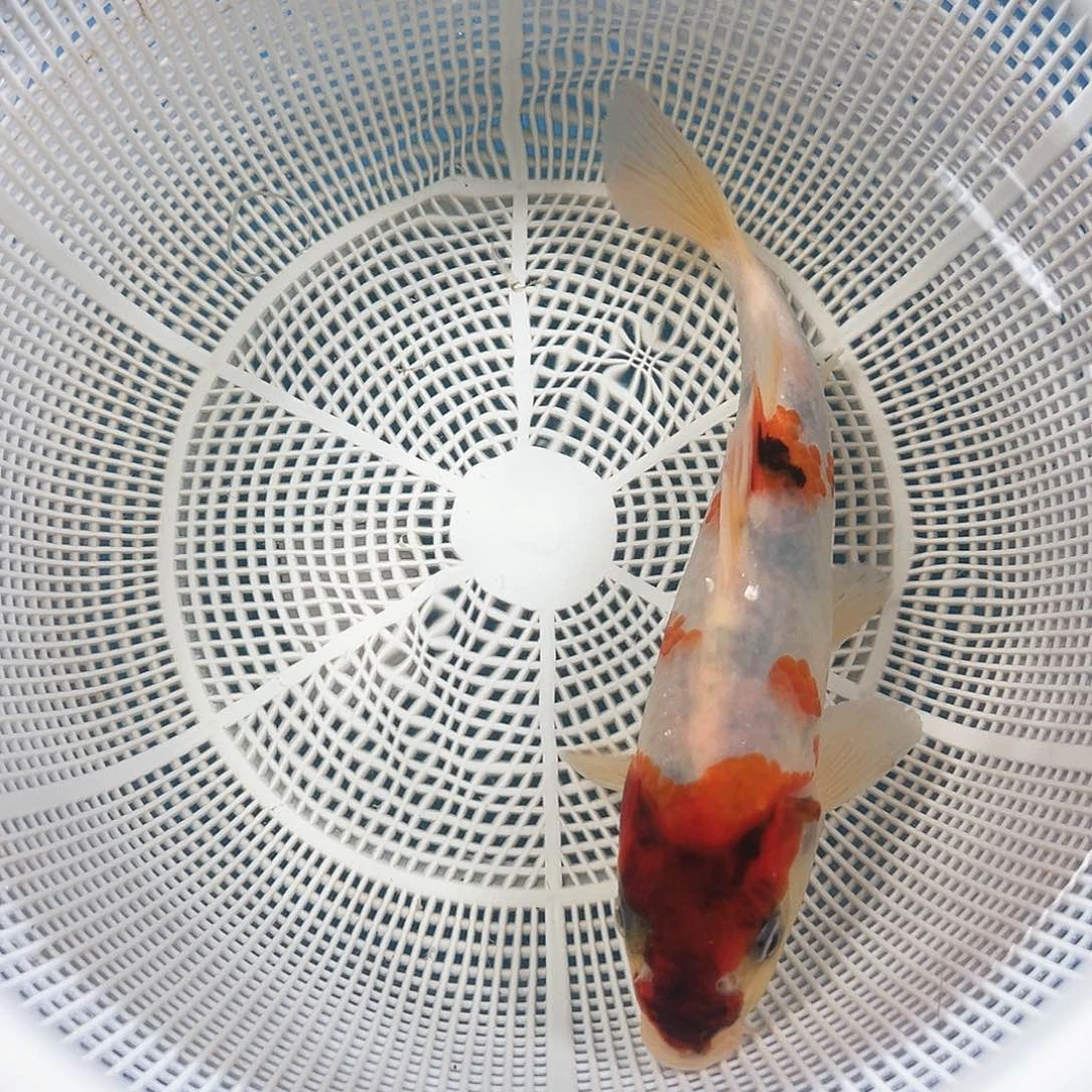锦鲤鑫泓锦鲤养殖