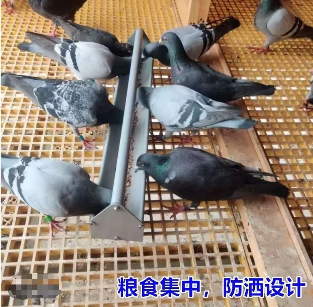 食槽鸽子不锈钢食槽 U型底防溅食槽 双面进食鸽具用品