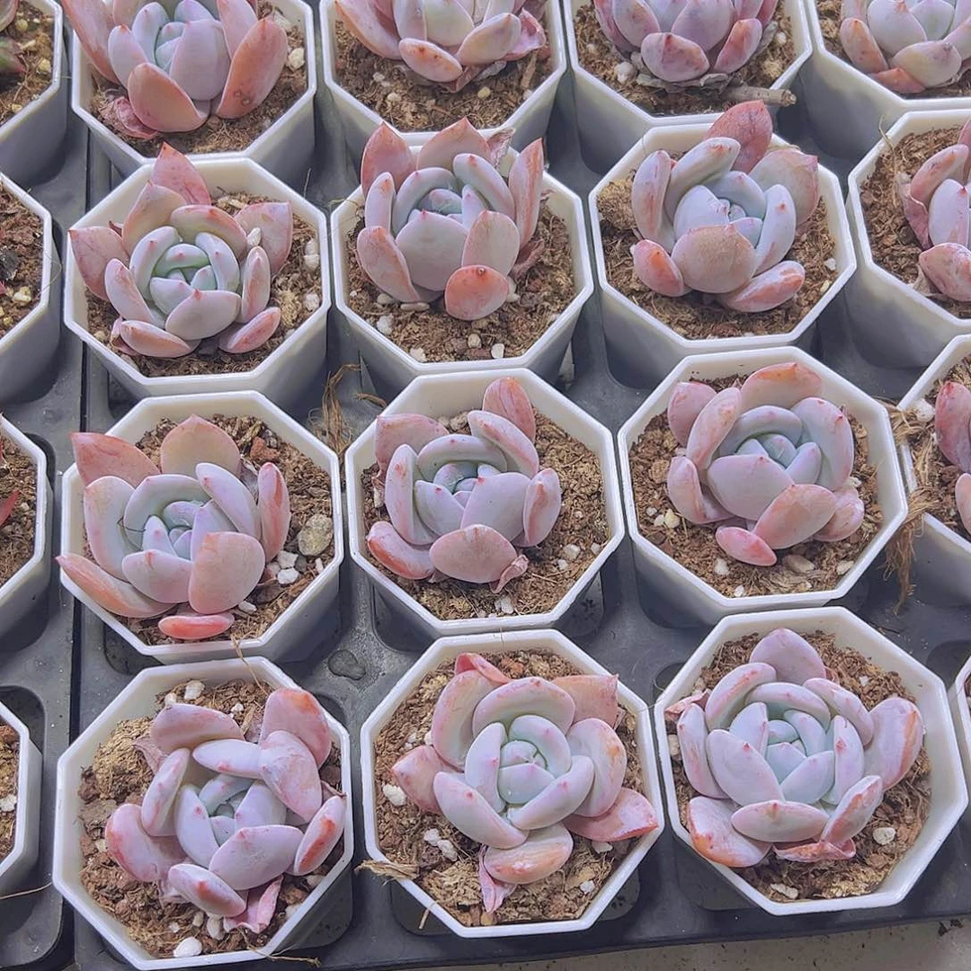 嫦娥带盆带土19包邮