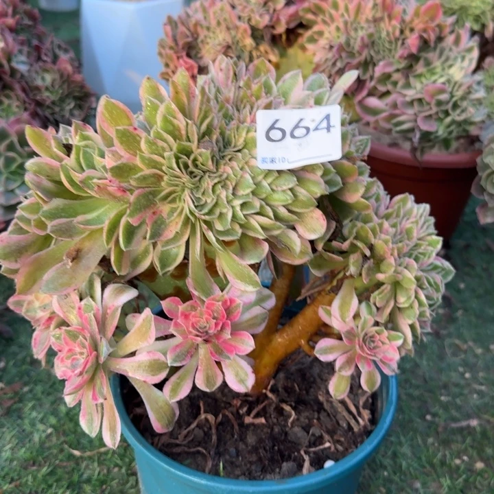 男神法师锦缀化664