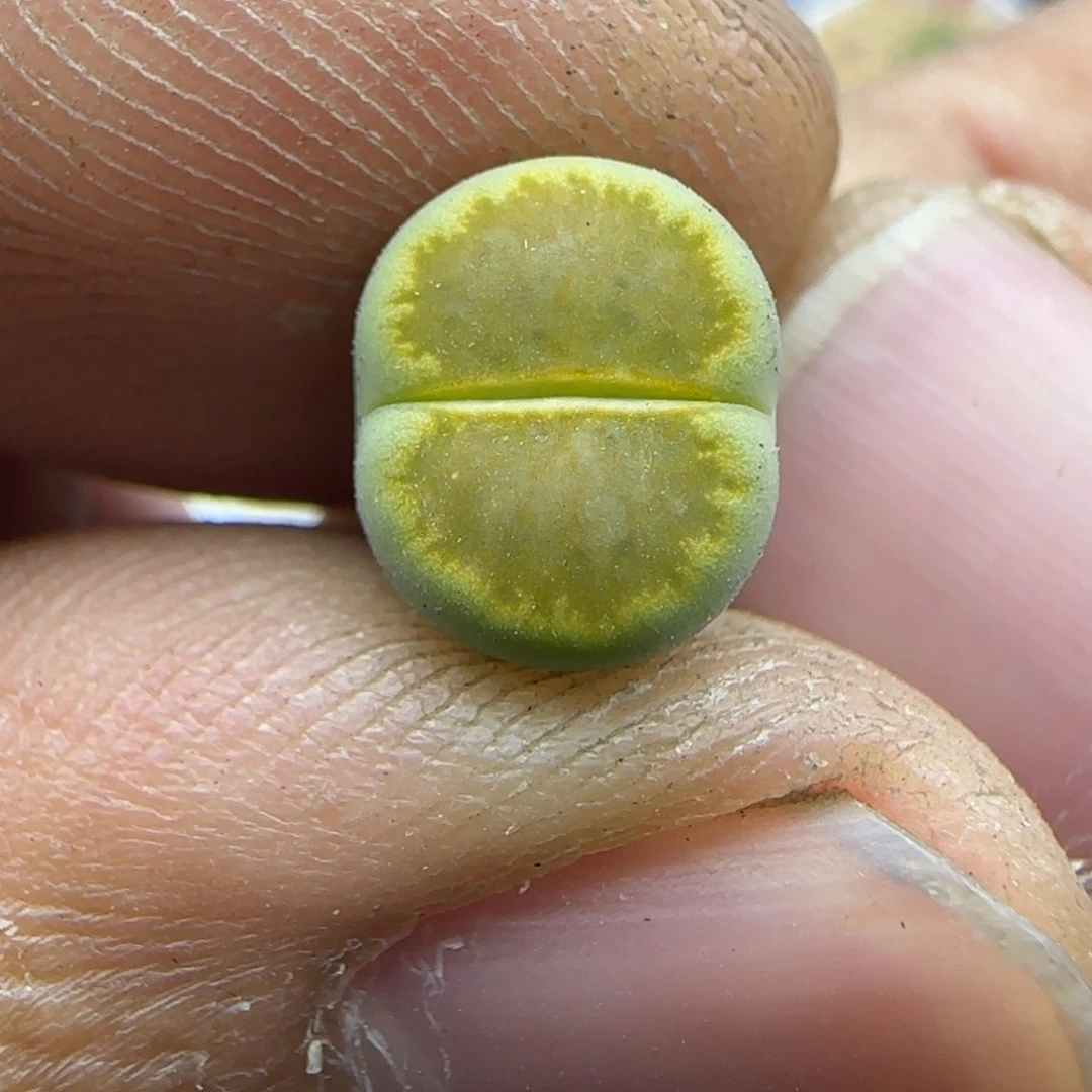 600 生石花大棚直播