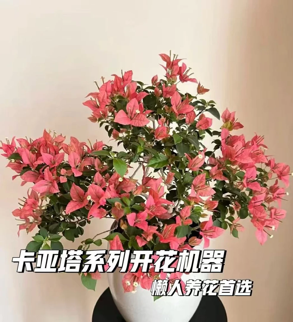 【卡亚塔】三角梅袋苗对版发货稀有新品种经典勤花