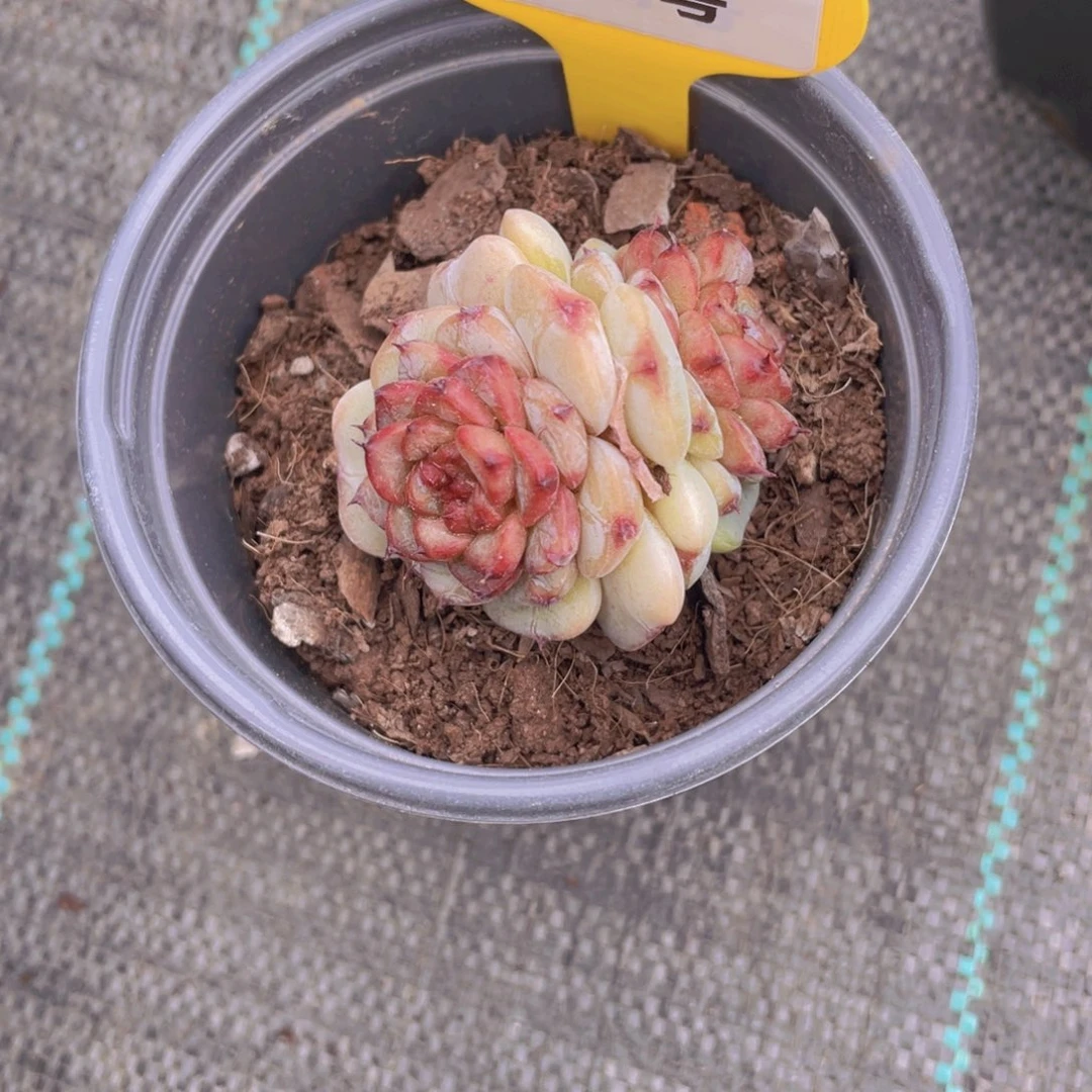 566号 焦糖莓莓双头