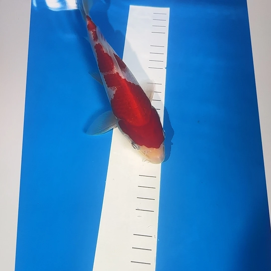 渔悦锦鲤四选滇红红白一尾