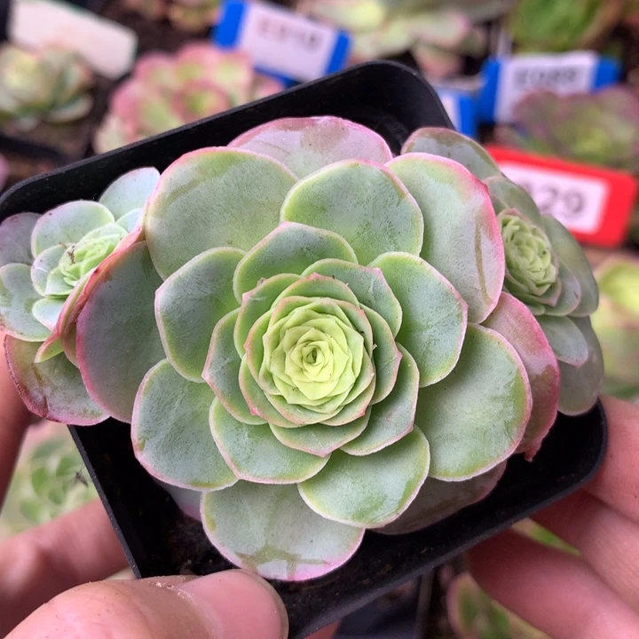 一物一拍星辰樱桃320