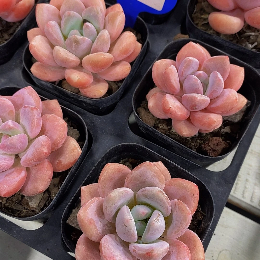 20-精品奶油秋香单头两个