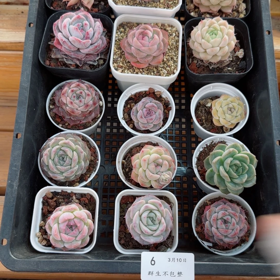 框拍框拍0310-06