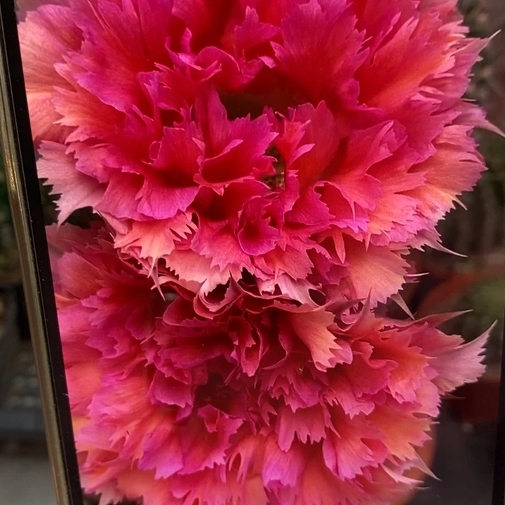 彩草羽毛2号7公分左右干皮