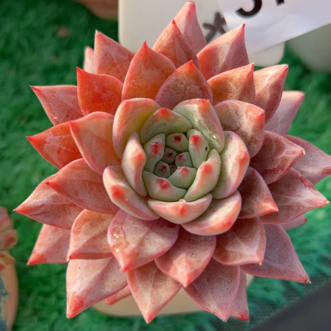 374 满38包邮一物一拍