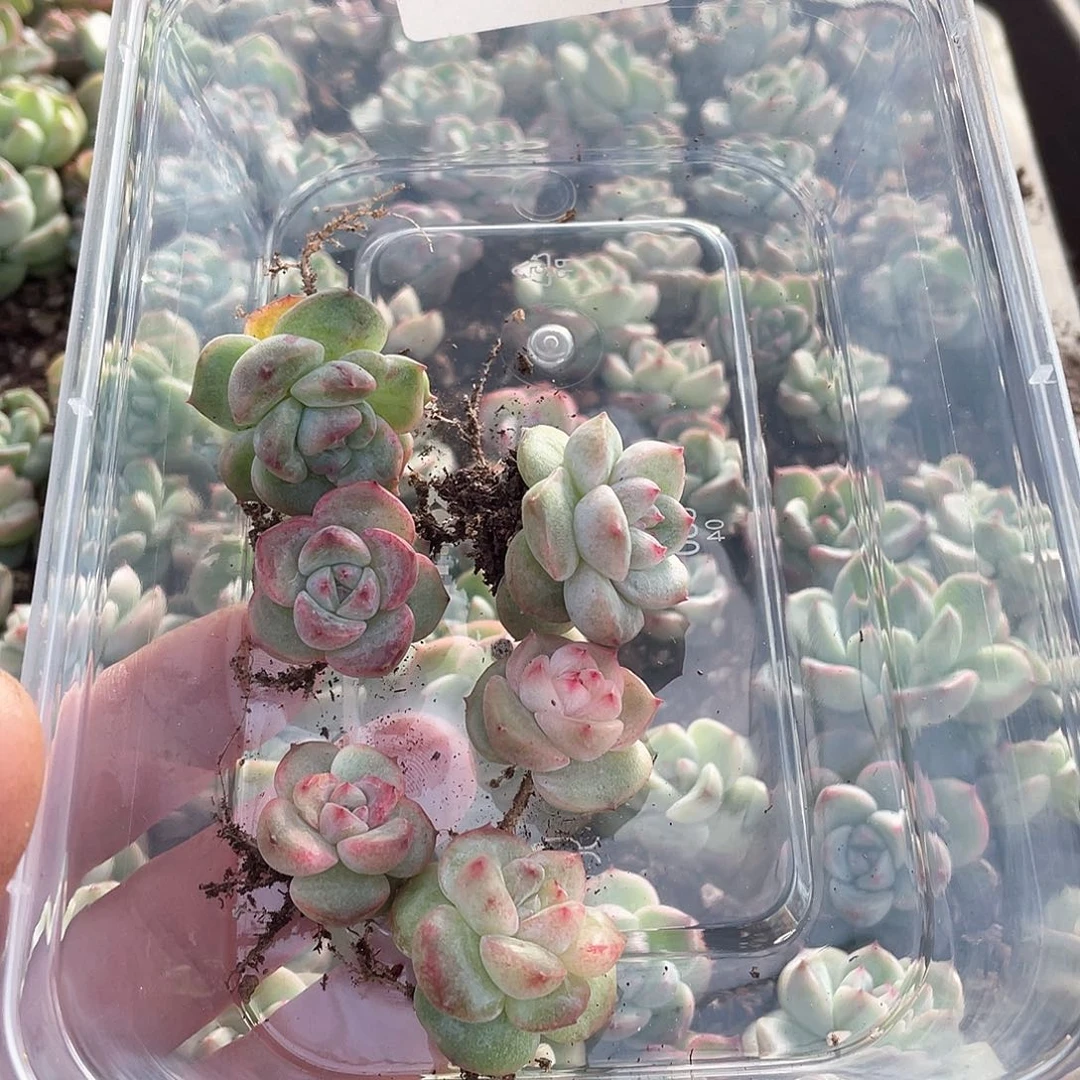 败*竹璃一物一拍142