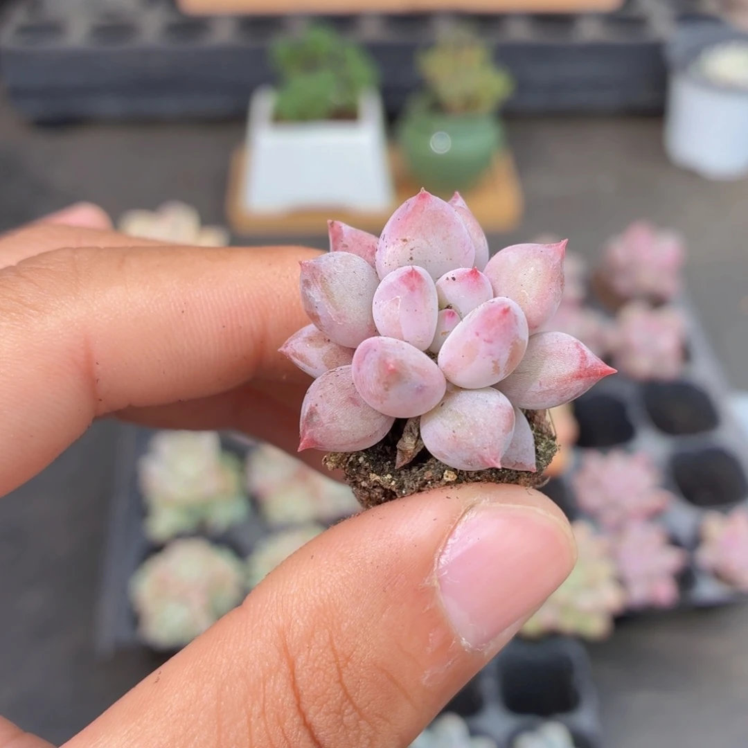 半夏多肉9.9包邮发货