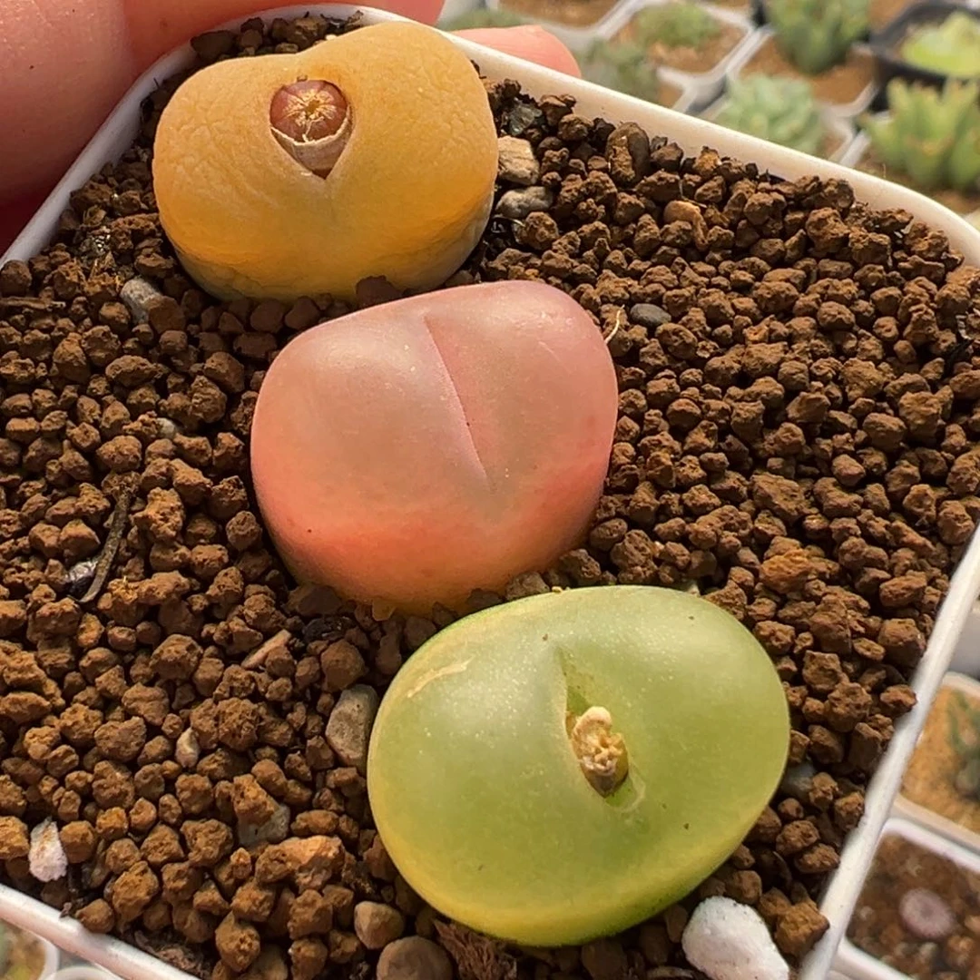 541多肉植物种类多样