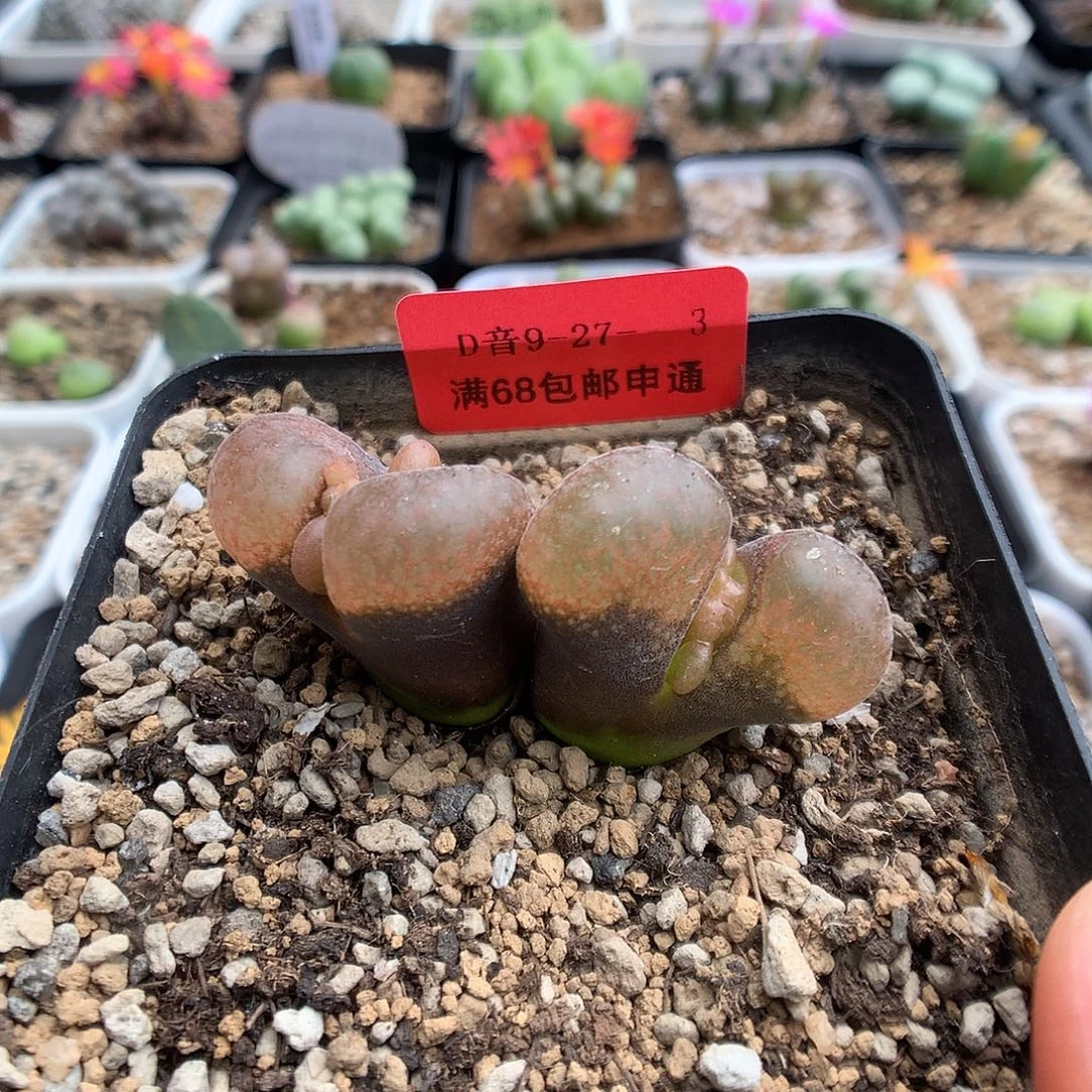 9-27-3 风铃一颗 40