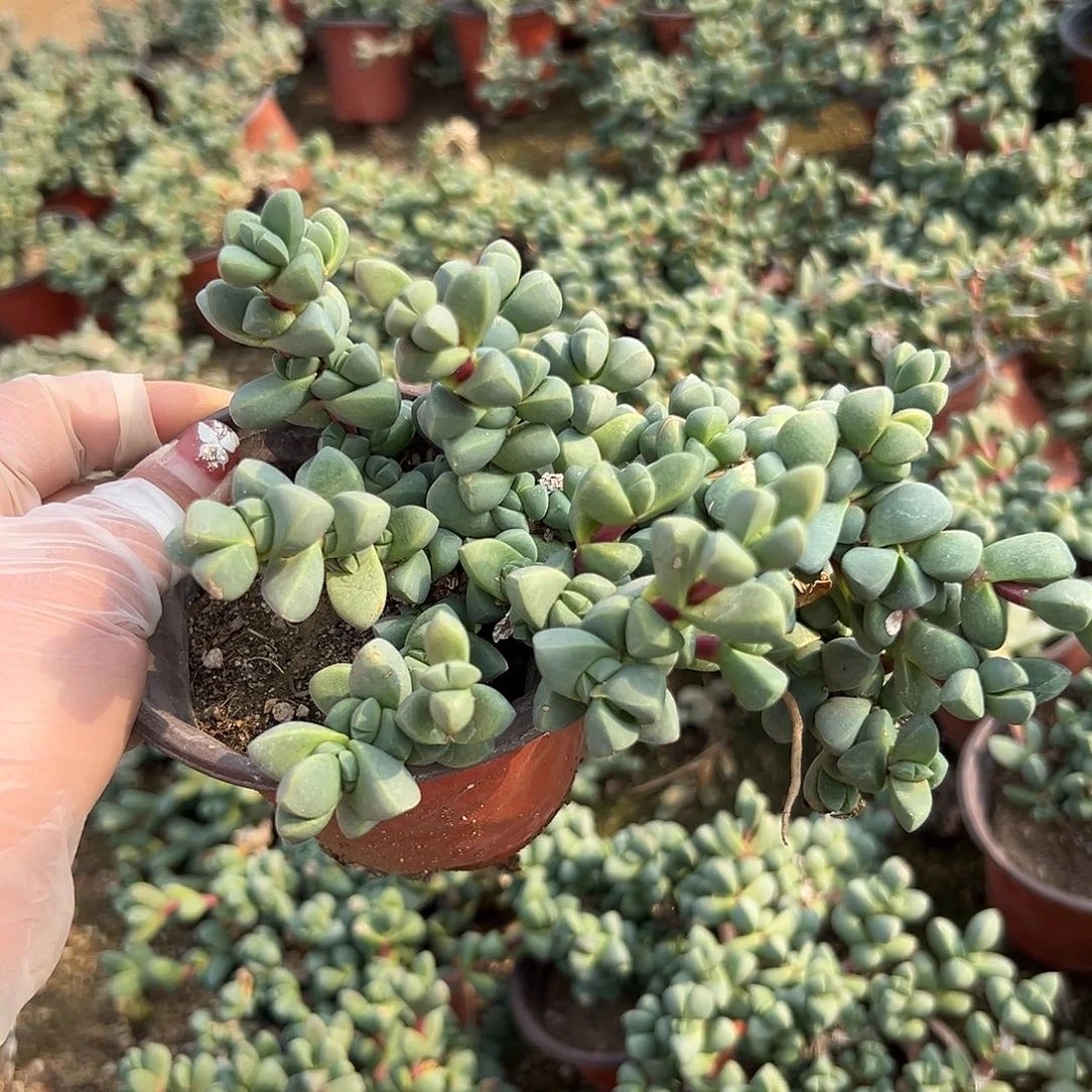 多肉植物鹿角海棠