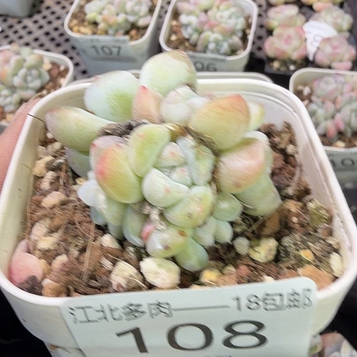 108 号到手1颗一物一拍