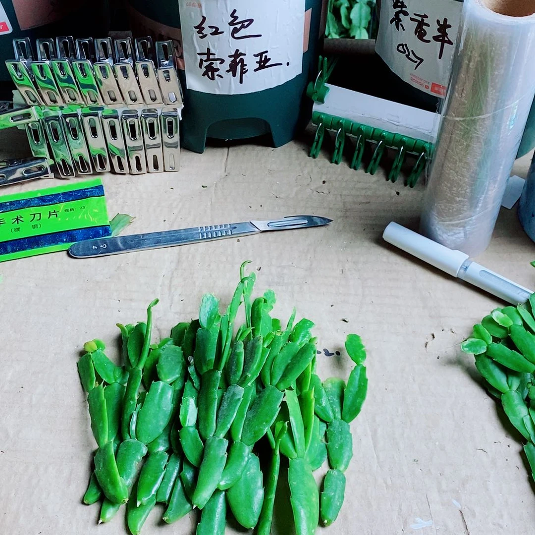 群***巔无花朵叶片福利一物一拍