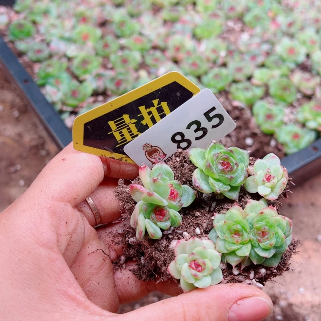多肉植物多肉植物