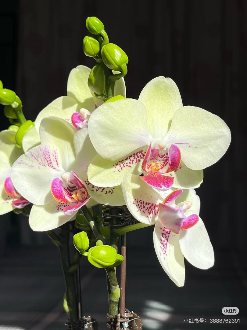 蝴蝶兰【绿熊】3.0寸平杯，花剑刚破口没有开花介意勿拍