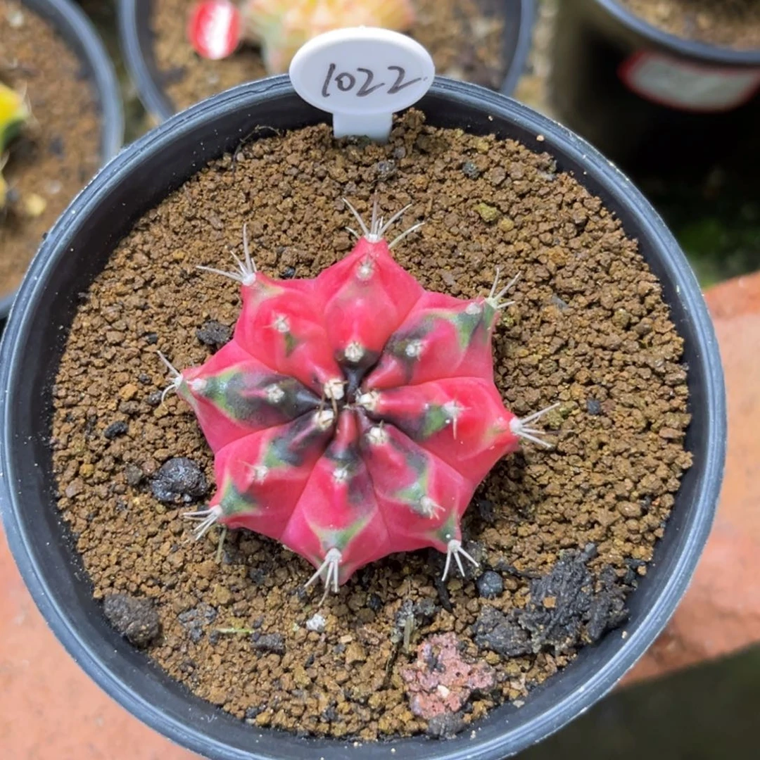 1022泰系测牙丘比特，底下水裂痕，福利