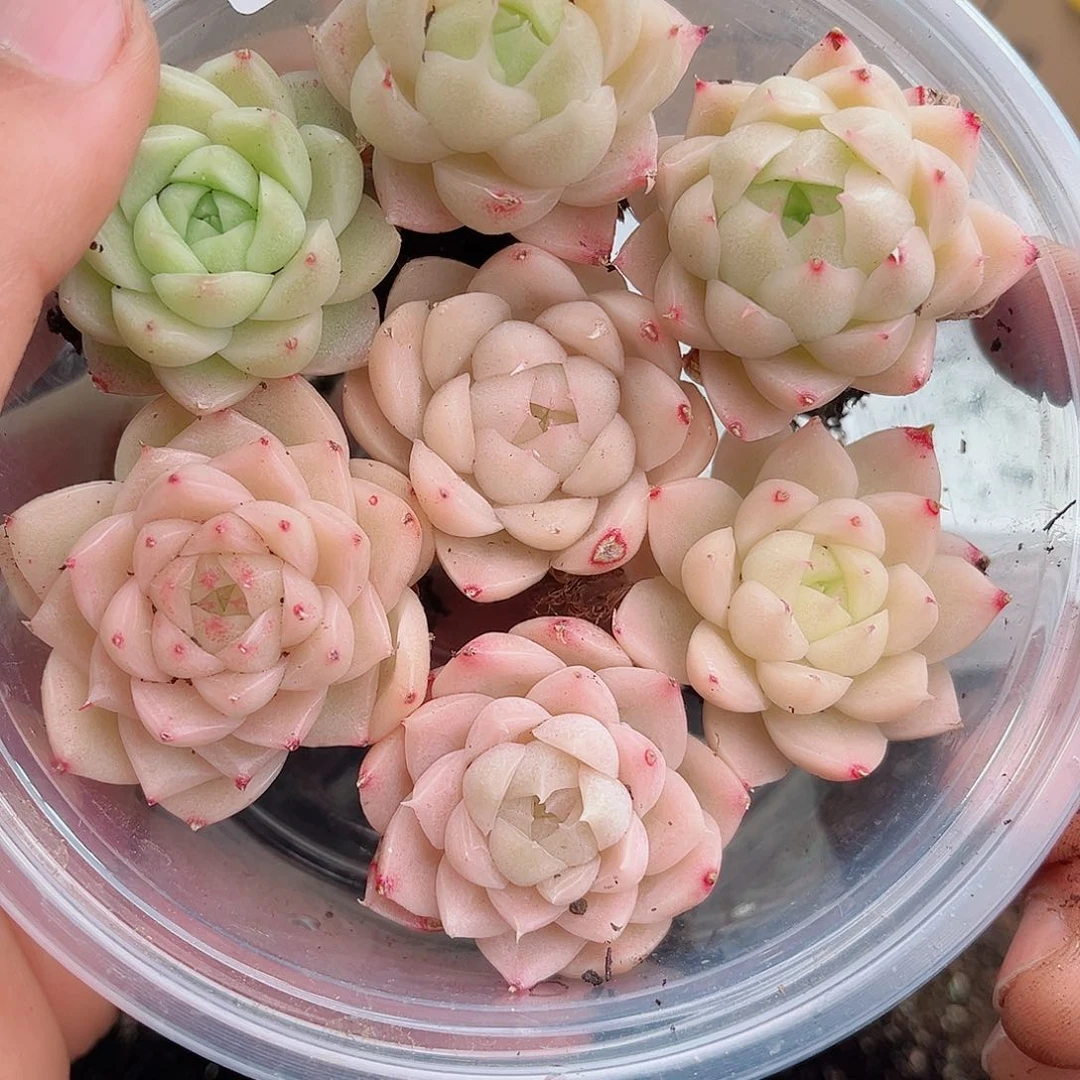 1-453 新疆西藏内蒙不发12.8包邮2-3公分多肉