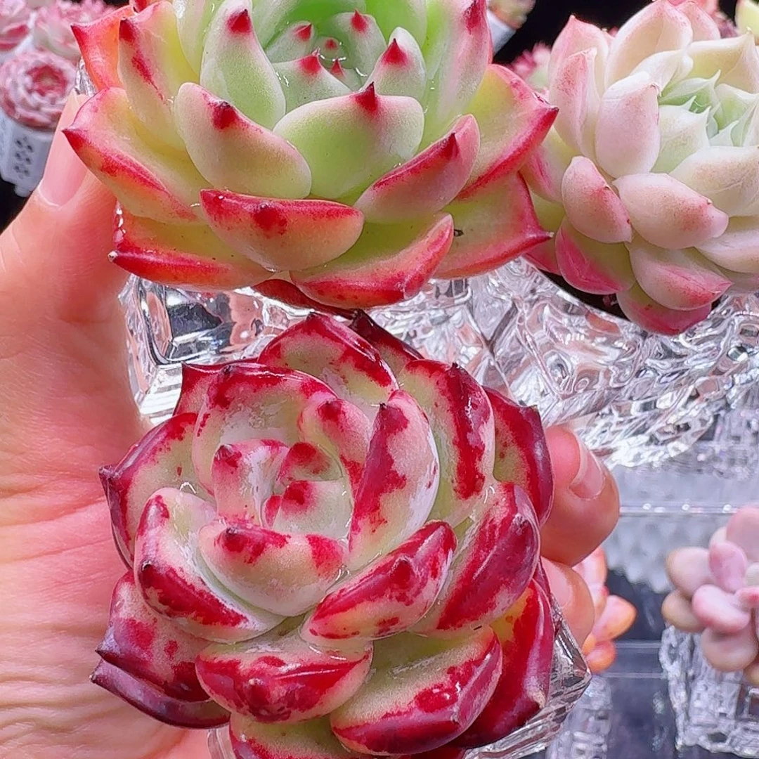 无土红拉糖➕佛洛拉➕女王