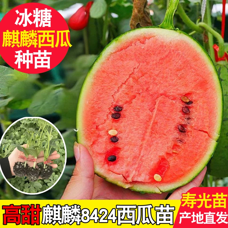 各种西瓜苗 蔬菜苗组合麒麟8424早春红玉冰糖懒汉甜王西瓜苗