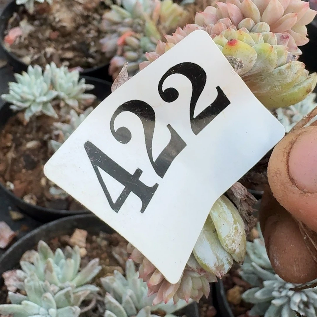 34646646464646767767