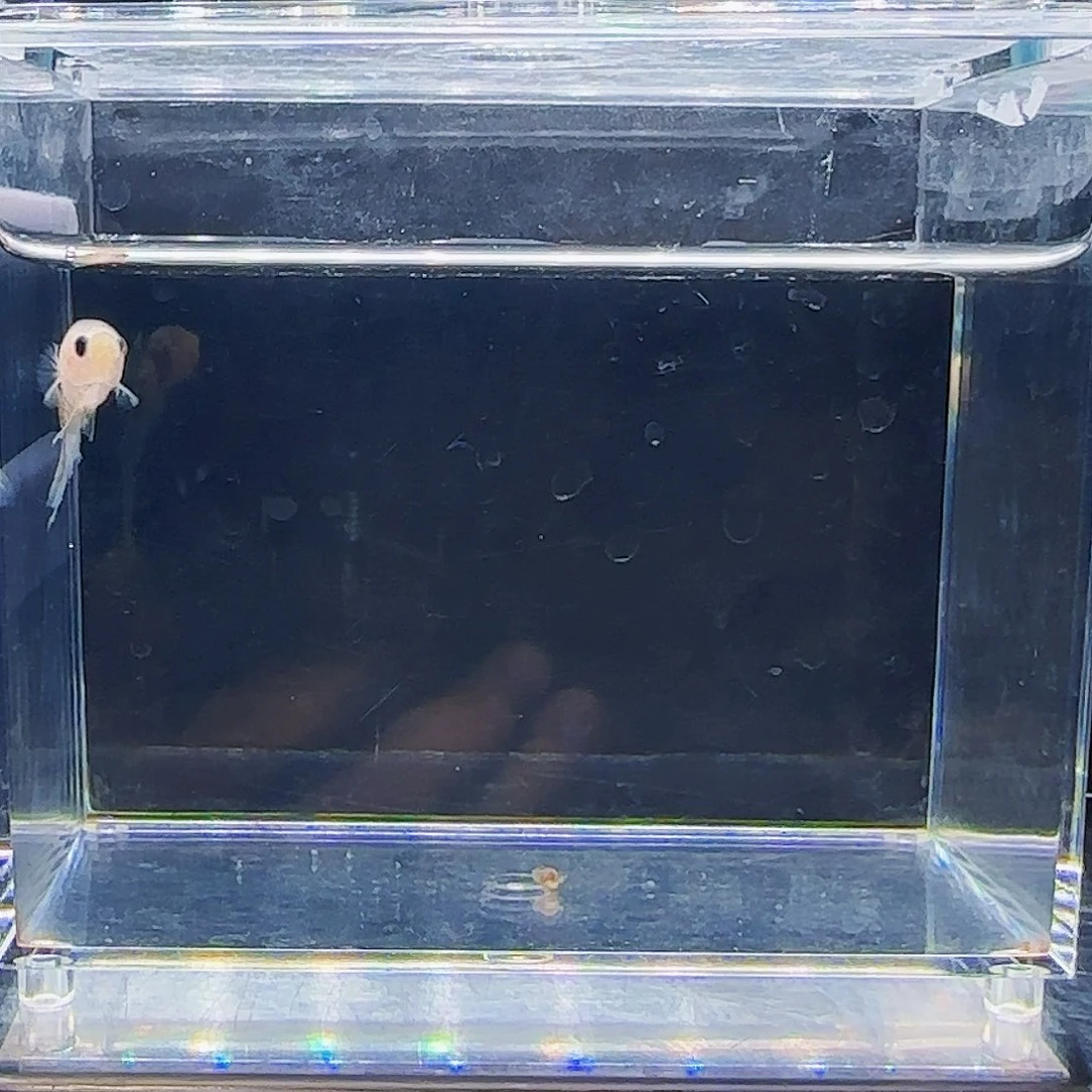 斗鱼活体观赏鱼好养耐活