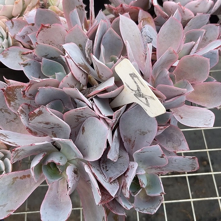 晨语多肉，一物一拍晚霞56