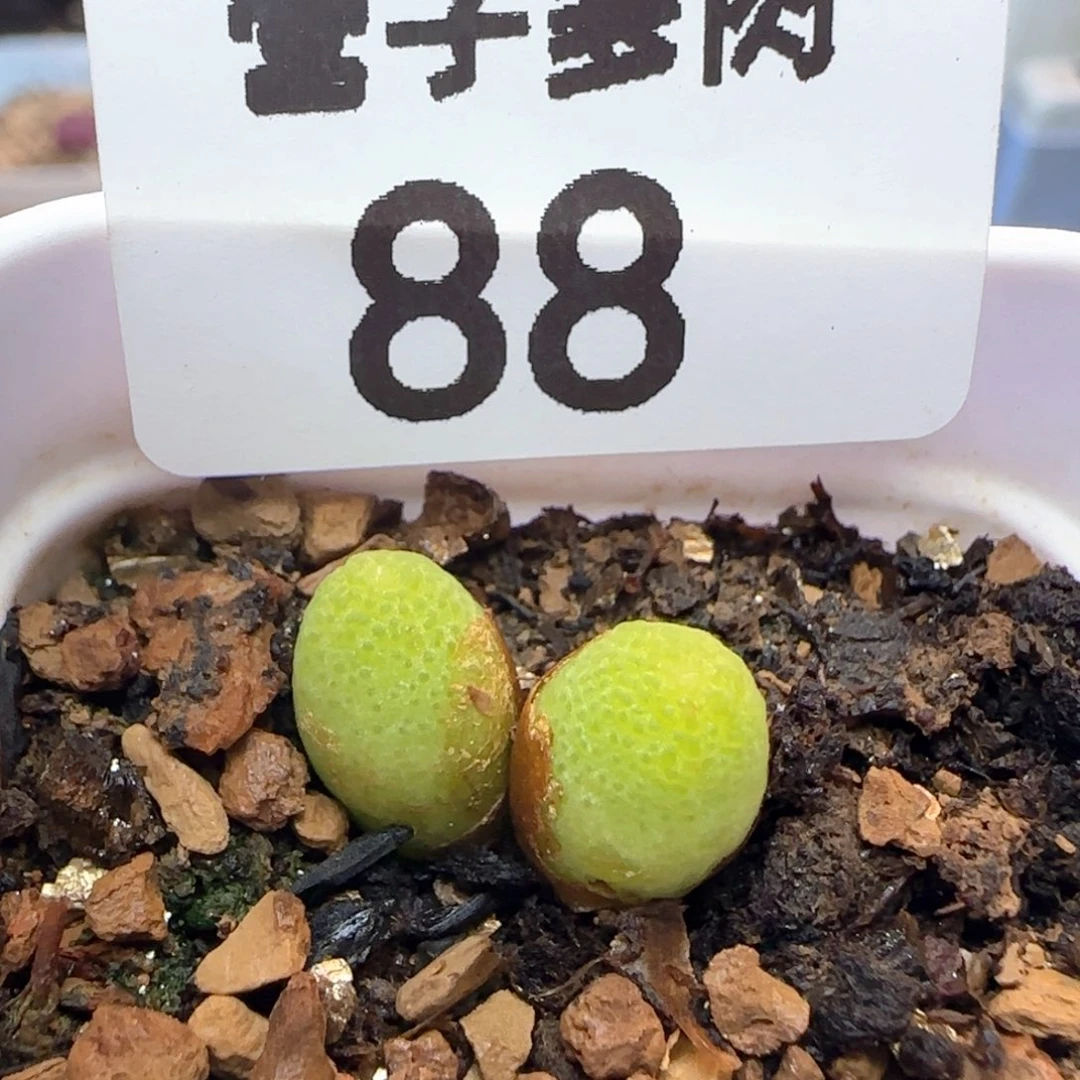 玉米双头带盆土。