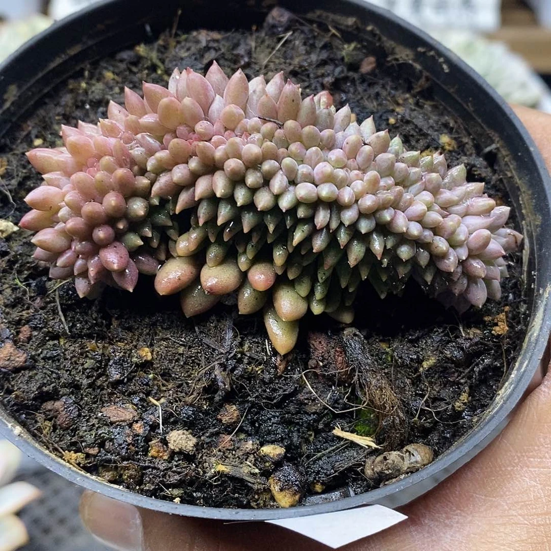 23145 红蜻蜓缀化