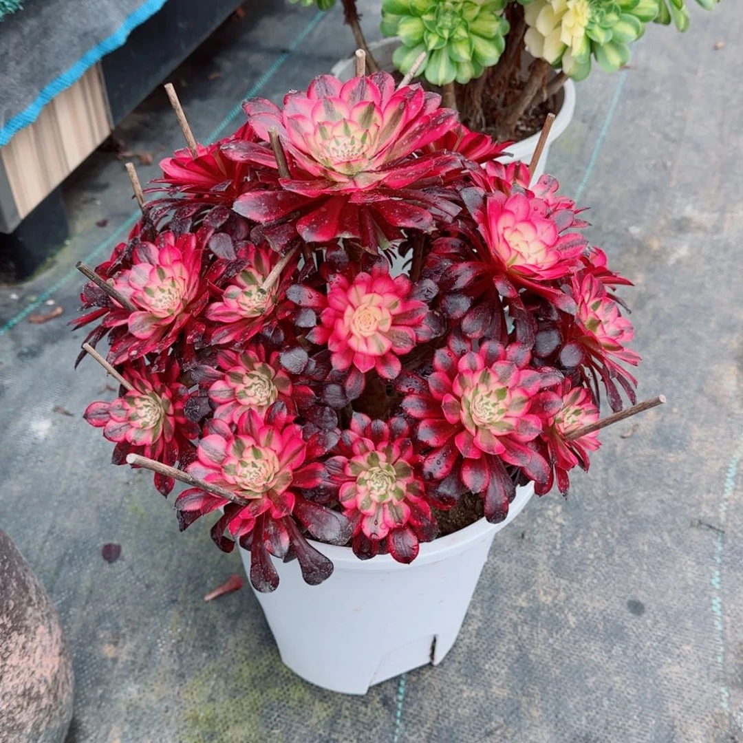 爱***巍黑铜白，多肉植物生长速度