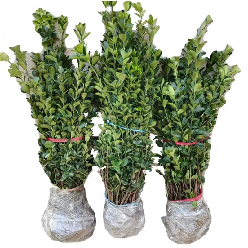 围墙篱笆植物大叶北海道黄杨苗冬青树苗四季常青耐寒庭院绿篱树苗