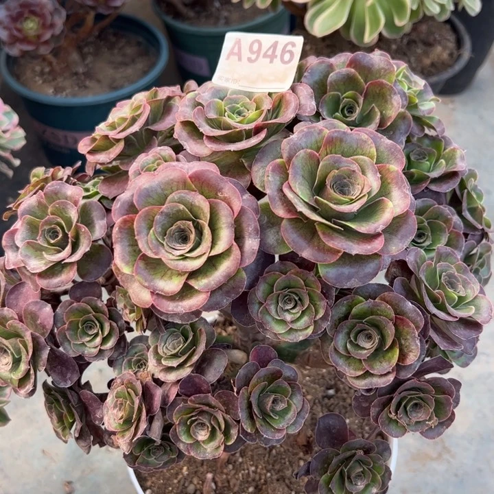 946魅金玫瑰25厘米左右