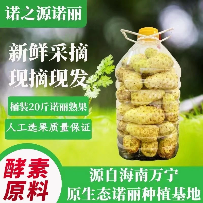 海南新鲜现摘诺丽果鲜果诺尼果热带水果酵素原料20斤一桶装熟果
