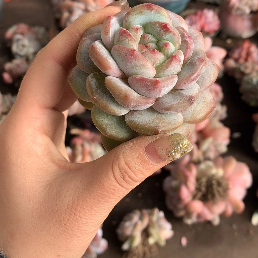 哈哈哈哈哈哈哈石榴籽