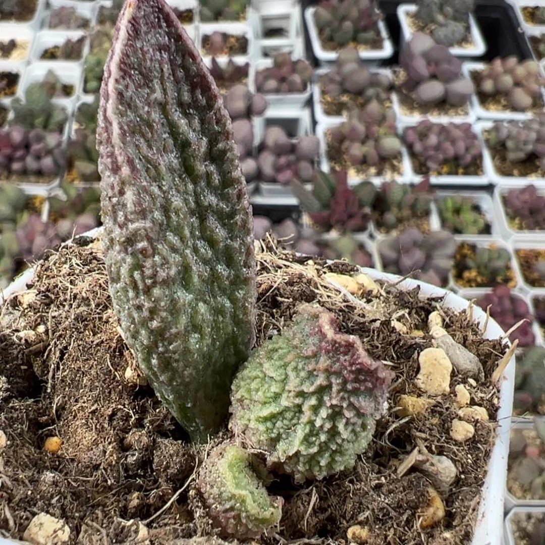 实生底叶苗纹路款多肉植物水泡