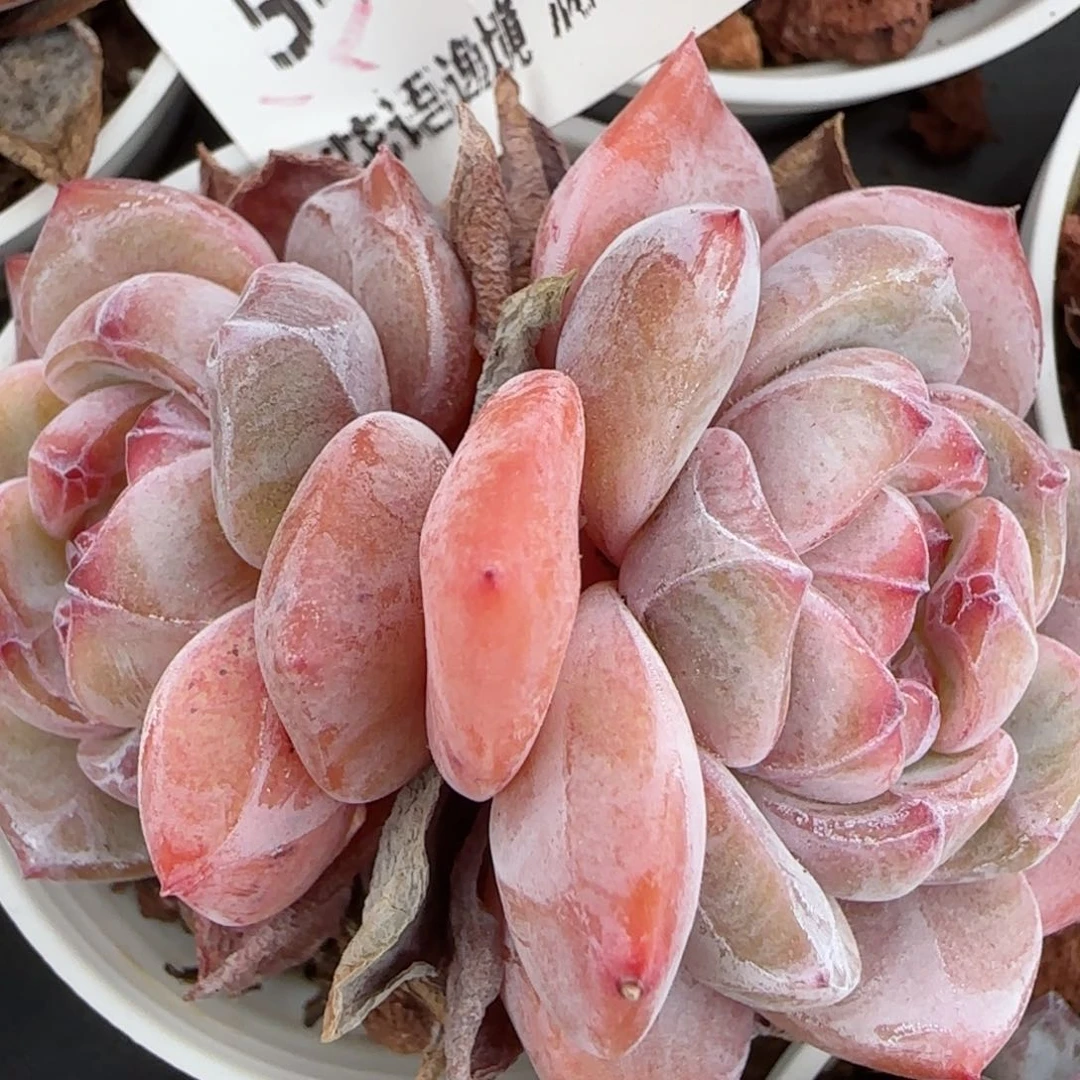 花语逸镜0204-546